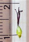  Pistil